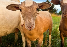 Small Business Spotlight: FreshORR Family Farms